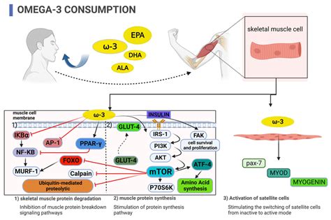 omega 3 muscle protein synthesis.